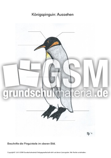 004 königspinguin aussehen beschriften ohne hilfswörter.pdf